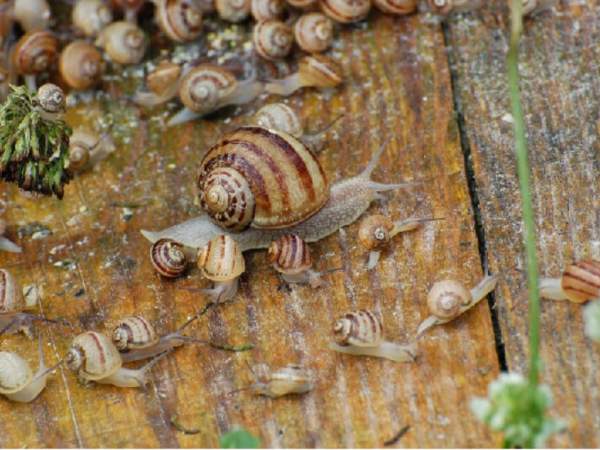 ROUFFIGNAC - Terre d'escargots - © Guillemot